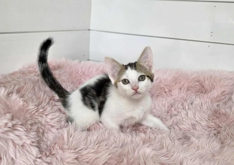 A baby medium-sized male Domestic Short Hair cat named Terry for adoption in Cumberland, ME