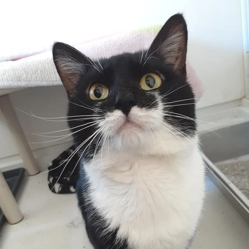 An adult medium-sized male Black Domestic Short Hair cat named Mac for adoption in Pittsburgh, PA