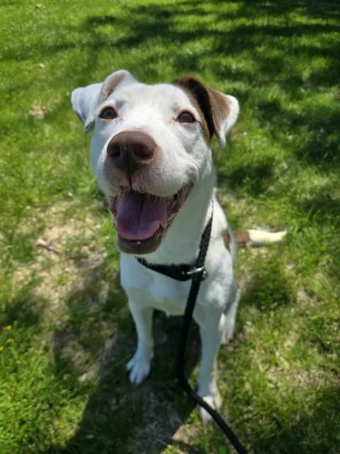 A young medium-sized male Terrier dog named Marshmellow for adoption in Olivette, MO