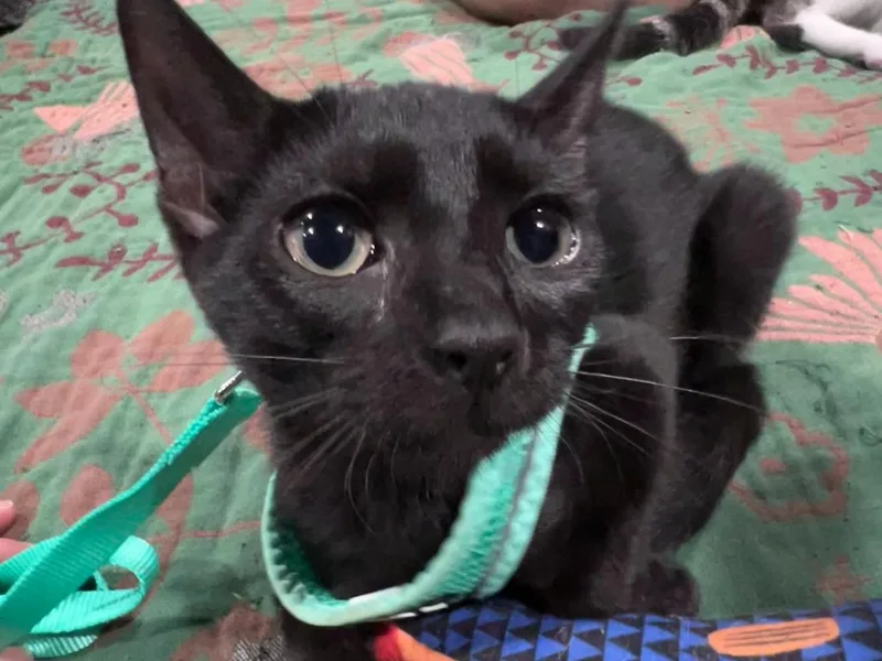 A young medium-sized female Black Domestic Short Hair cat named Fidget for adoption in Moncks Corner, SC