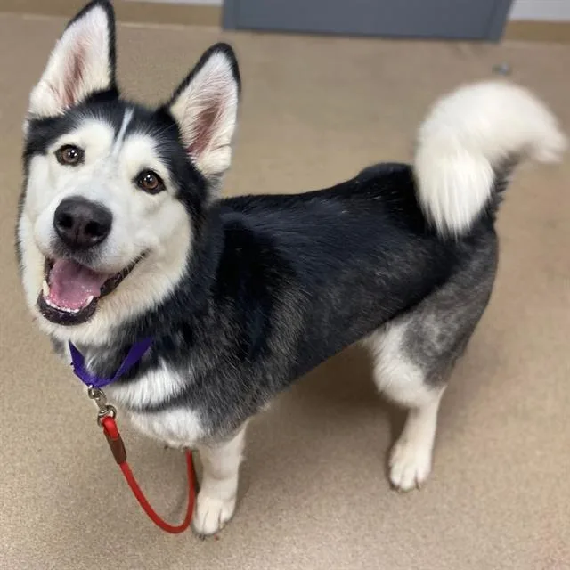 An adult medium-sized female Alaskan Malamute dog named Beetle for adoption in Aurora, CO