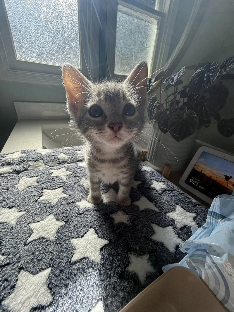 A young medium-sized male Gray & White Domestic Short Hair cat named Declan for adoption in Davis, CA