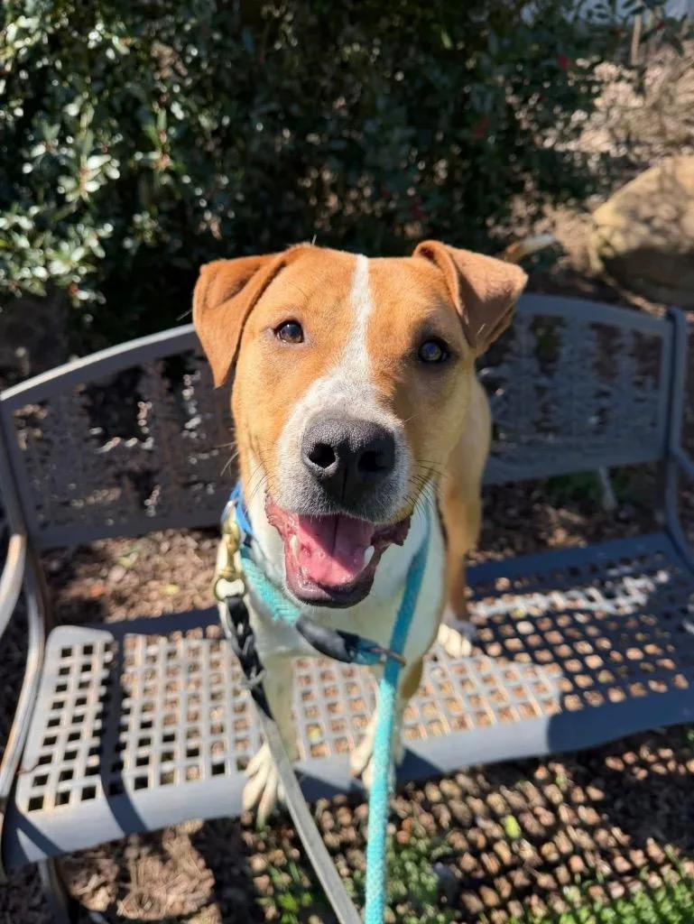 A young medium-sized male Pit Bull Terrier dog named Rowdy for adoption in Johnson City, TN