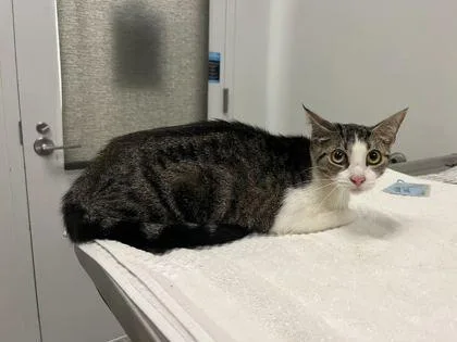 An adult medium-sized female Brown / Chocolate Domestic Short Hair cat named Double Dream for adoption in Kansas City, MO
