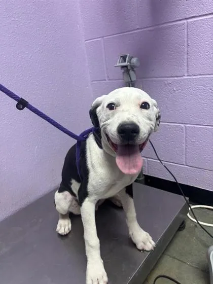 A baby medium-sized male White / Cream Pit Bull Terrier dog named 61267083 for adoption in El Paso, TX