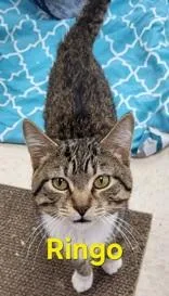 An adult medium-sized male Brown / Chocolate Domestic Short Hair cat named Ringo for adoption in Moline, IL