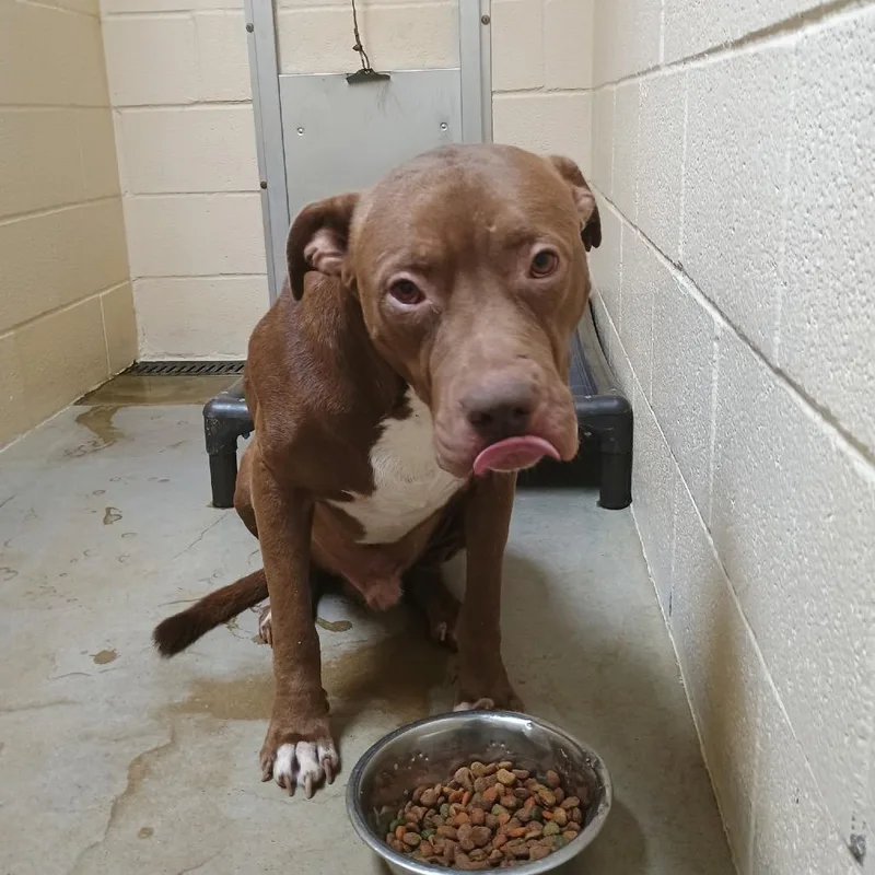 A young medium-sized male Red / Chestnut / Orange Pit Bull Terrier dog named Wilson for adoption in Palestine, TX