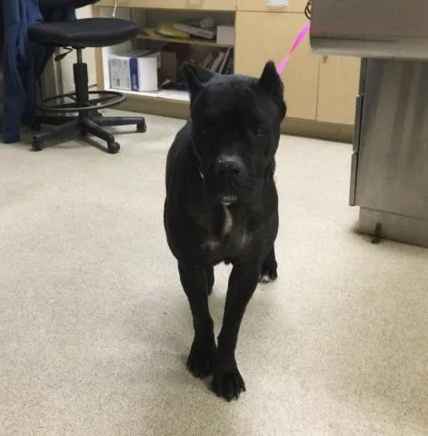 An adult large-sized female Cane Corso dog named Davina for adoption in Riverside, CA