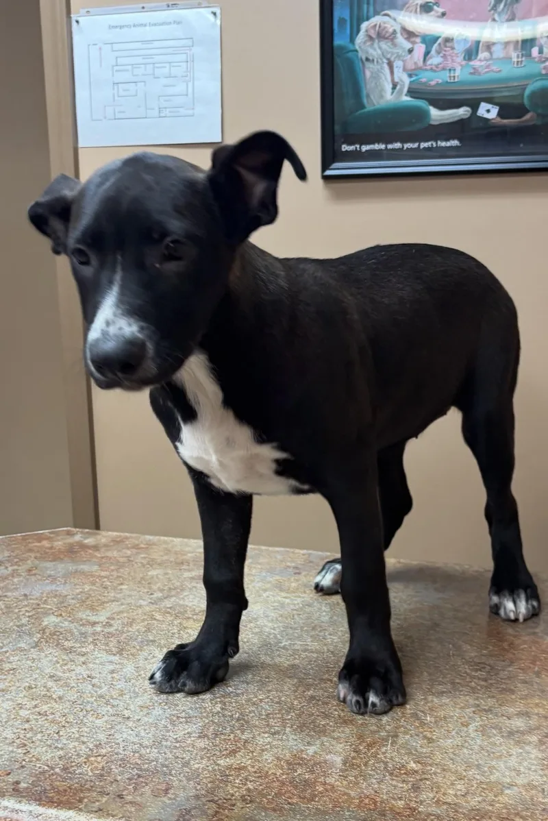 Sparkler thumbnail 3