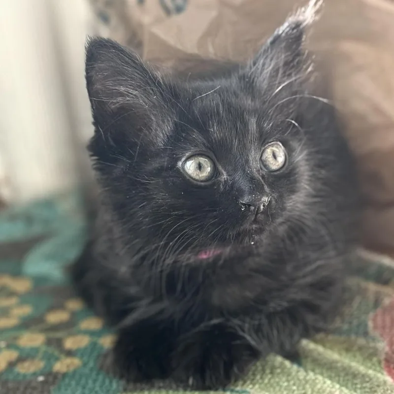 A baby small-sized female Domestic Medium Hair cat named Bumble for adoption in Cumming, GA