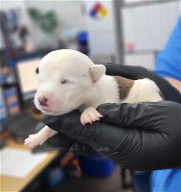 A baby medium-sized female Mixed Breed dog named Teresa for adoption in Dallas, TX