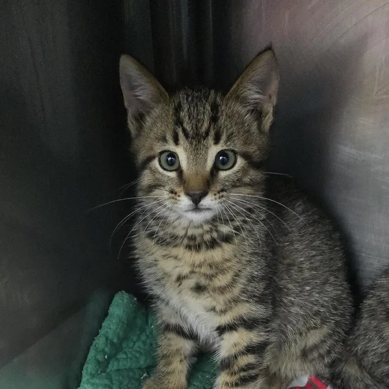 A baby small-sized male Brown / Chocolate Domestic Short Hair cat named Quill for adoption in Yanceyville, NC