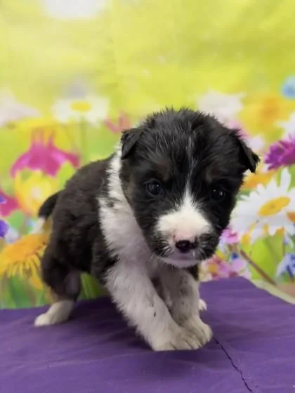 A young small-sized female Shepherd dog named Claudia for adoption in San Antonio, TX