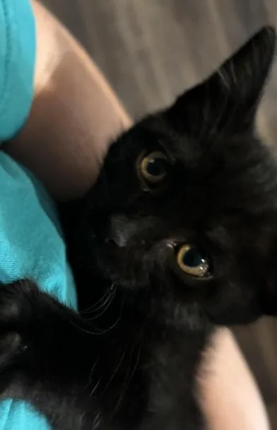 A baby medium-sized male Black Domestic Short Hair cat named Toothless for adoption in Liverpool, TX