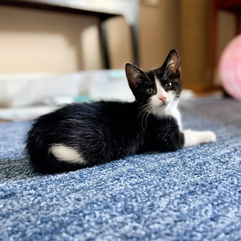 A baby small-sized male White Domestic Short Hair cat named Vanilla's Coffee for adoption in Potomac, MD