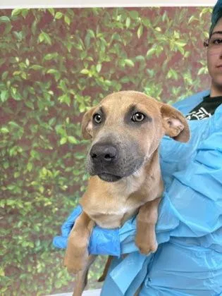 An adult medium-sized female Labrador Retriever dog named Polly for adoption in San Antonio, TX