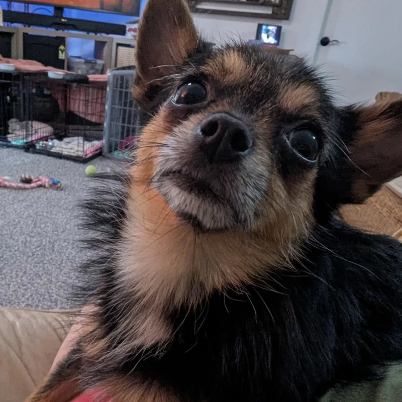 Roxy thumbnail 3