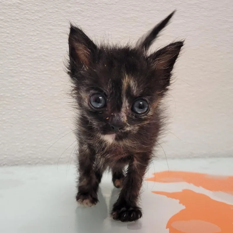 A baby small-sized female Tortoiseshell Domestic Short Hair cat named Moon for adoption in Albuquerque, NM