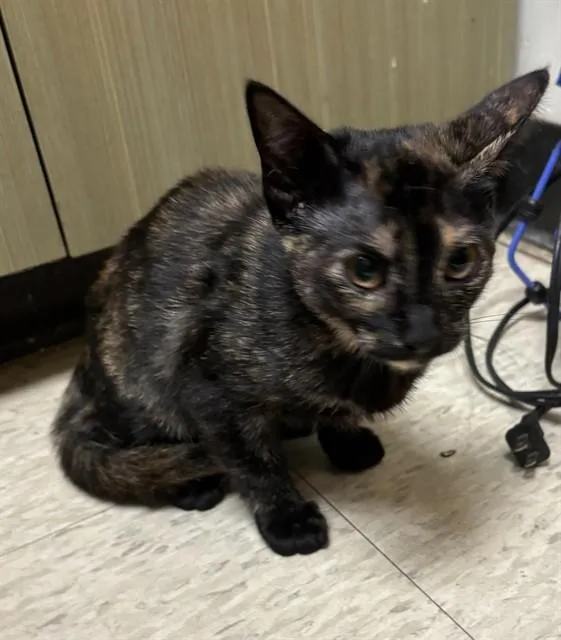 A baby medium-sized female Tortoiseshell cat named Kera A for adoption in Plano, TX
