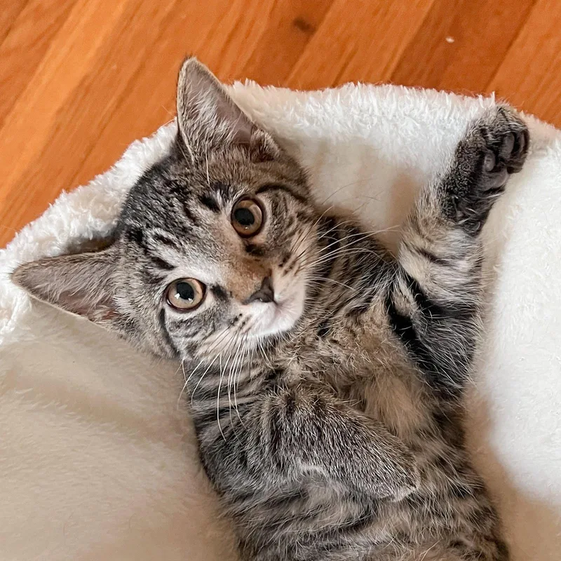 A baby medium-sized female Tabby cat named Thimbelina for adoption in Cincinnati, OH