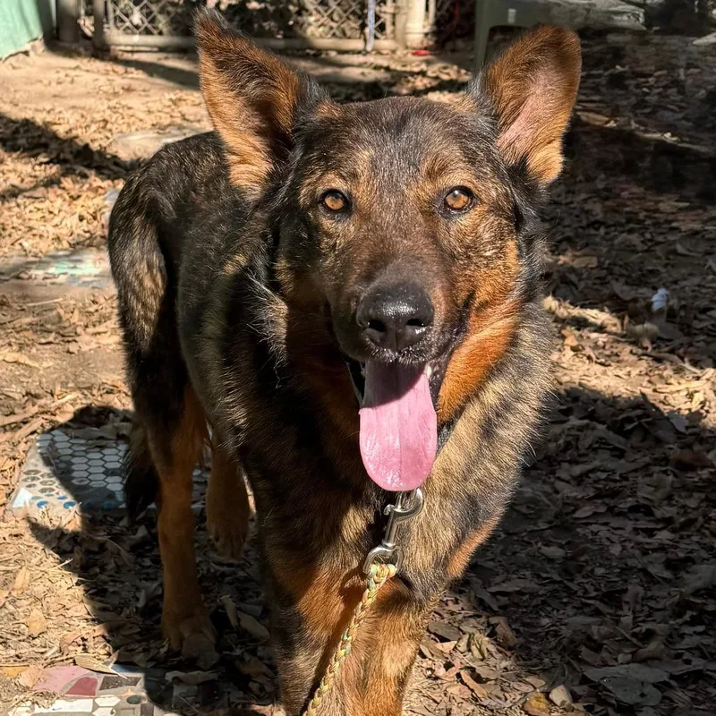 Sparkler thumbnail 3