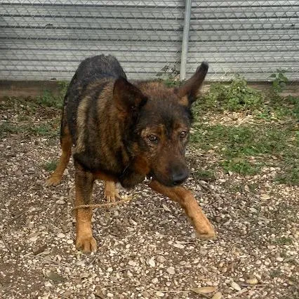 Sparkler thumbnail 4