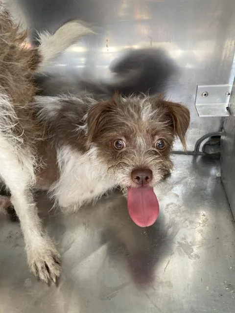A young small-sized female Mixed Breed dog named Nina for adoption in Dallas, TX