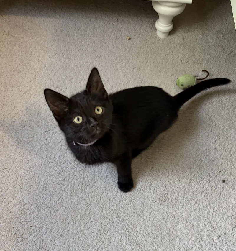 A baby medium-sized female Black Domestic Short Hair cat named Sookie St. James for adoption in Kenhorst, PA