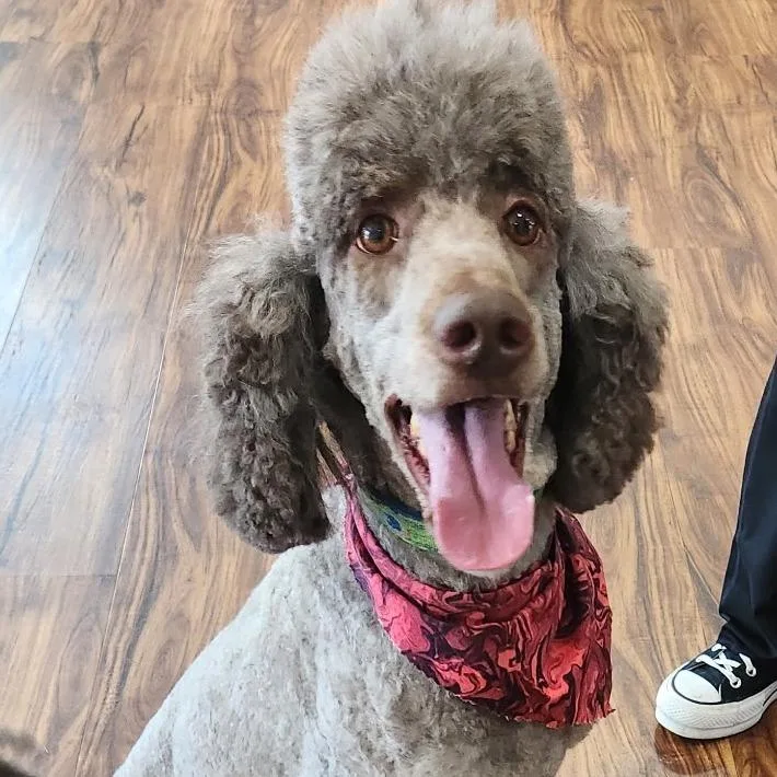 An adult medium-sized male Brown / Chocolate Standard Poodle dog named Spike for adoption in Washington Township, OH
