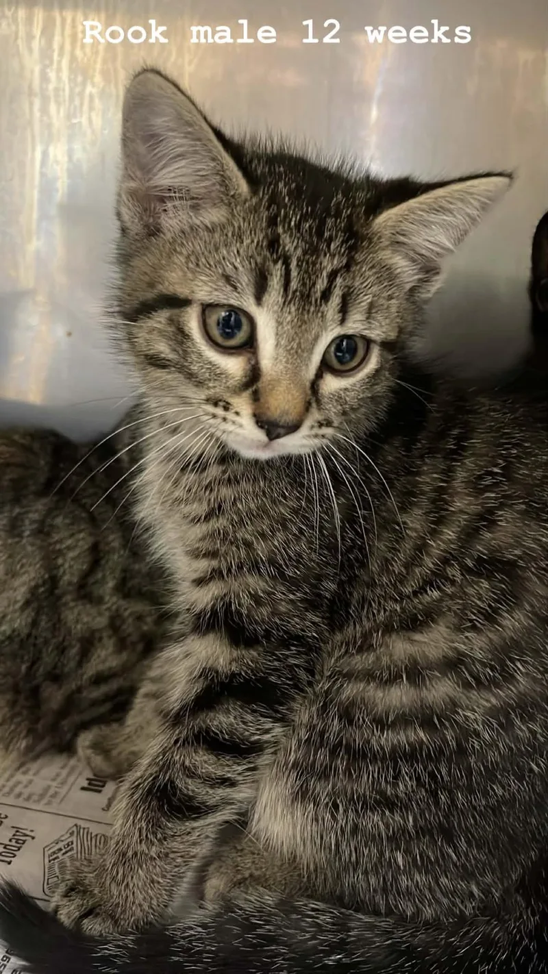 A baby medium-sized male Tabby (Brown / Chocolate) Domestic Short Hair cat named Rook for adoption in Fort Payne, AL