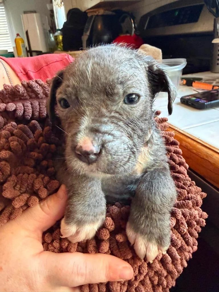 A baby medium-sized female Mixed Breed dog named April for adoption in Cloquet, MN