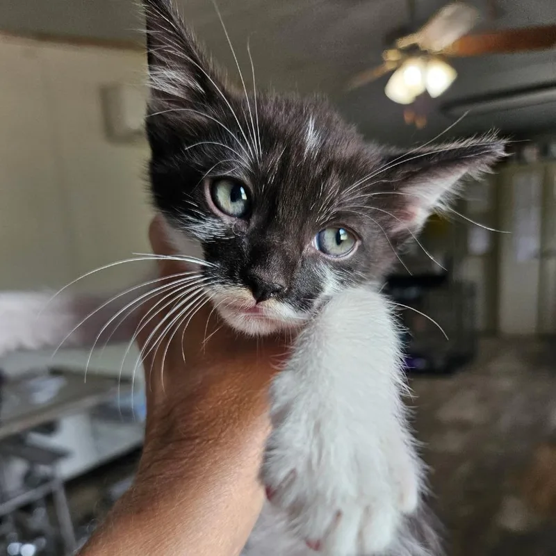 A baby small-sized female Black Domestic Short Hair cat named Betty for adoption in Hattiesburg, MS