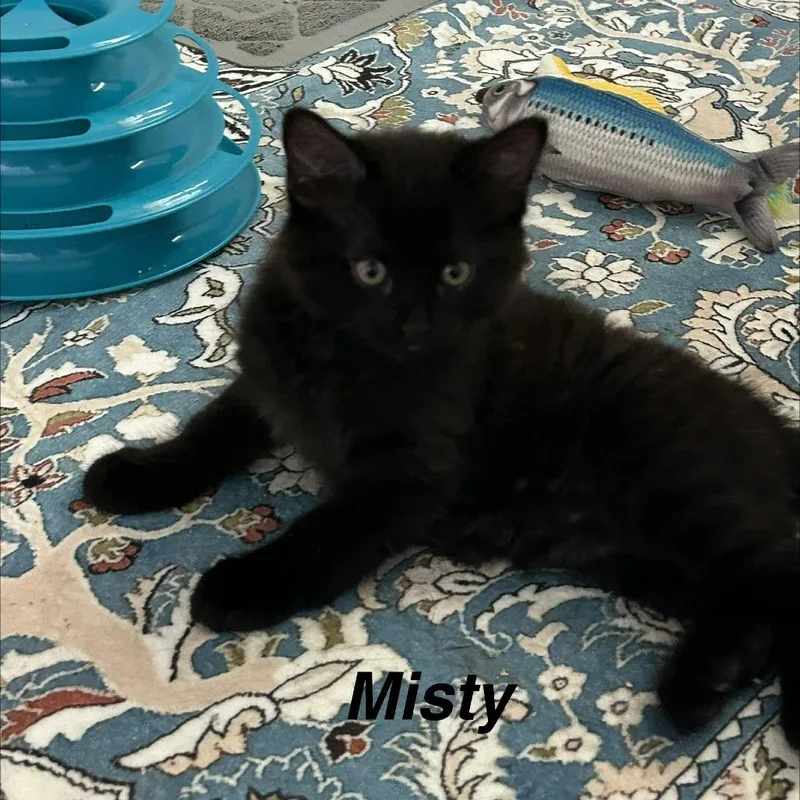 Mist thumbnail 2