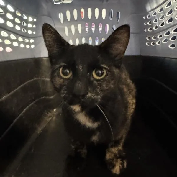 A young medium-sized female Domestic Short Hair cat named Etta for adoption in Des Moines, IA