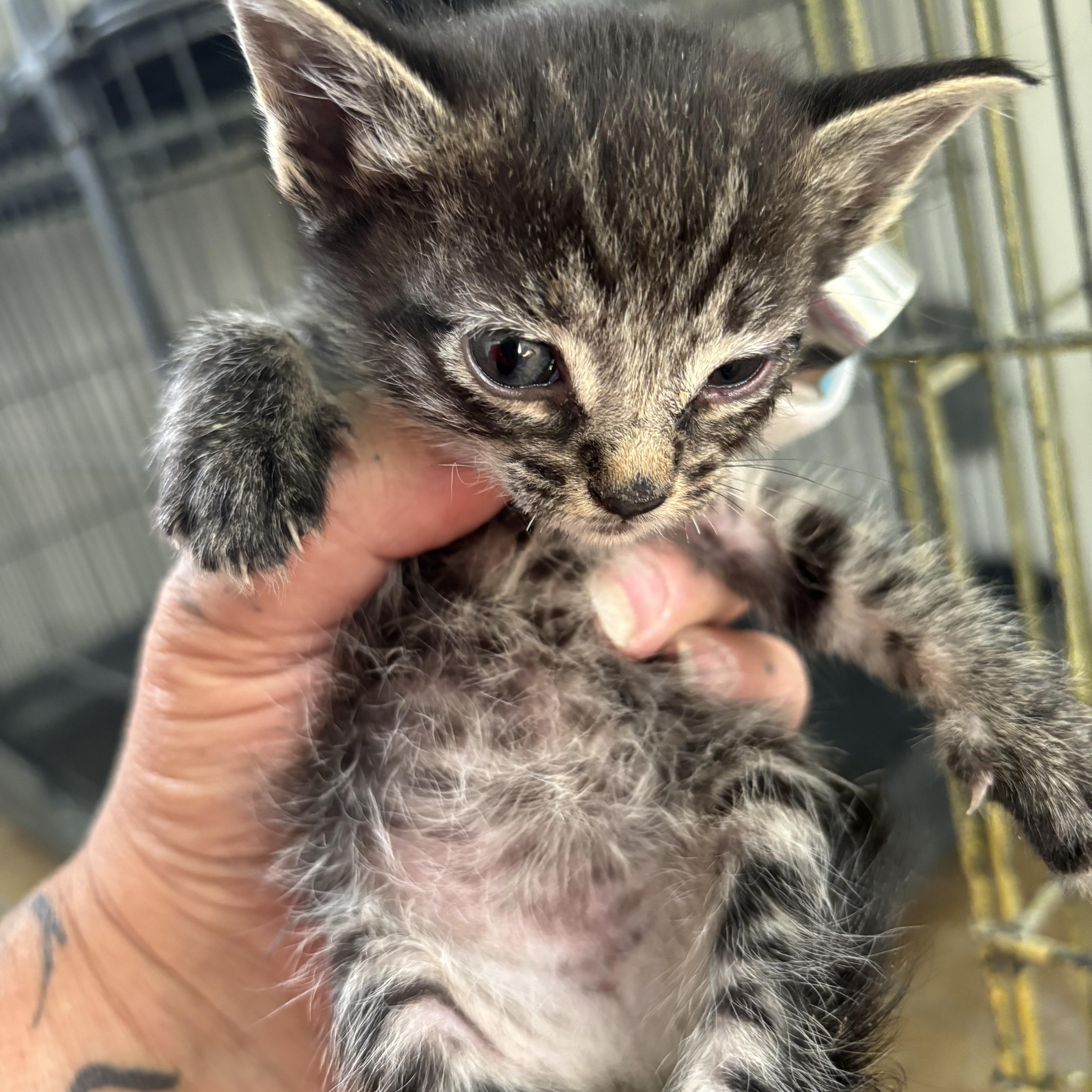 A baby small-sized female Tabby (Brown / Chocolate) Domestic Short Hair cat named Moon for adoption in Deming, NM
