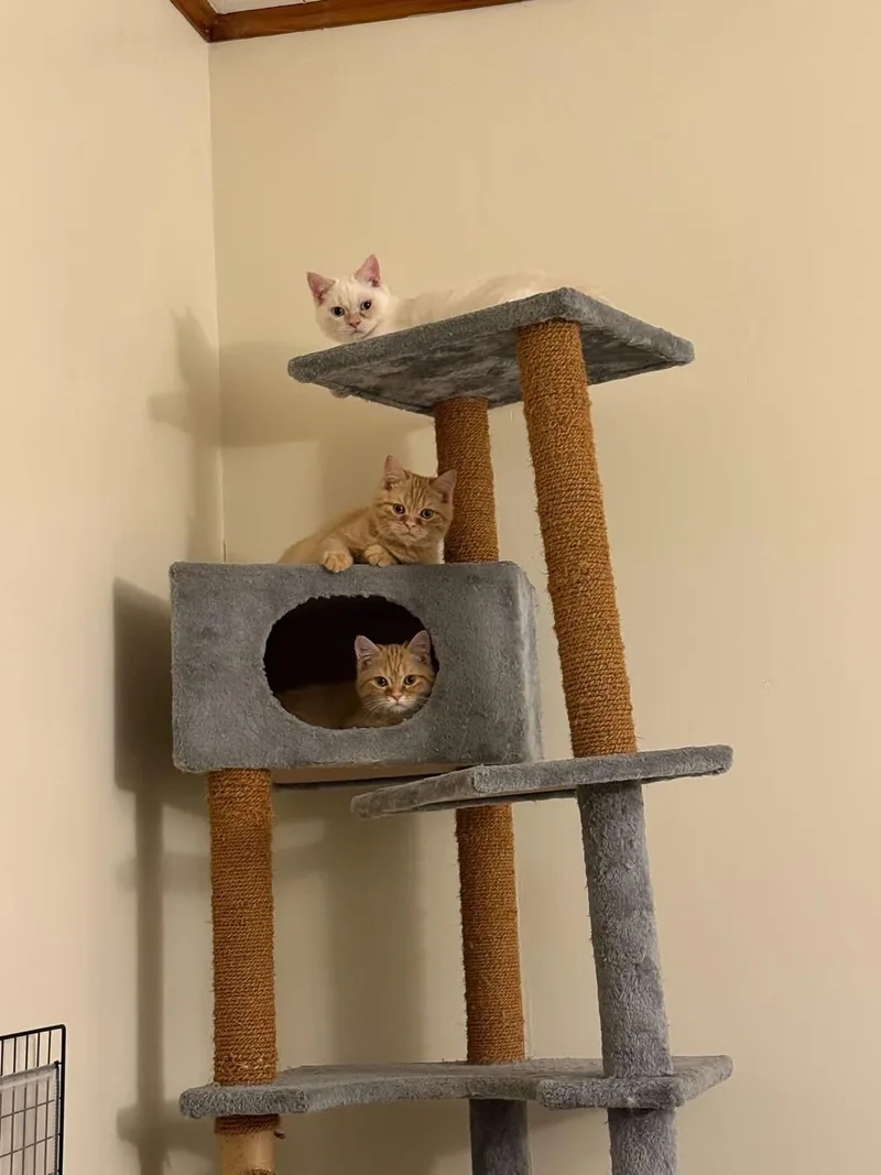 A baby medium-sized male Tabby (Orange / Red) Domestic Short Hair cat named Aphid for adoption in Neenah, WI