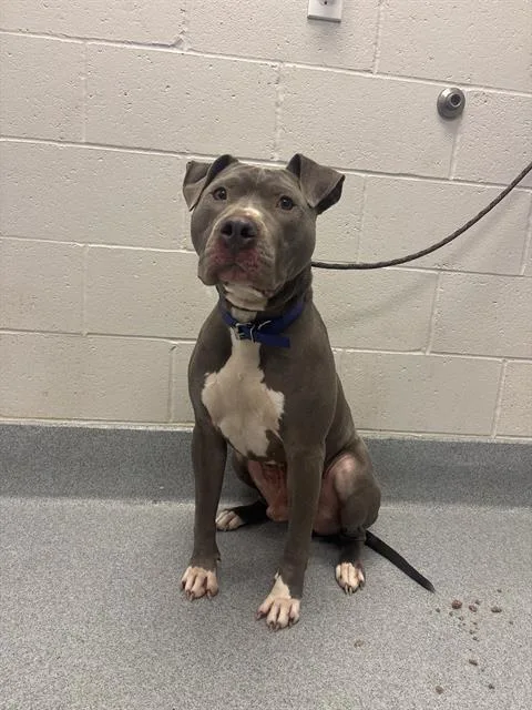 An adult large-sized male Pit Bull Terrier dog named Rocky for adoption in Indianapolis, IN