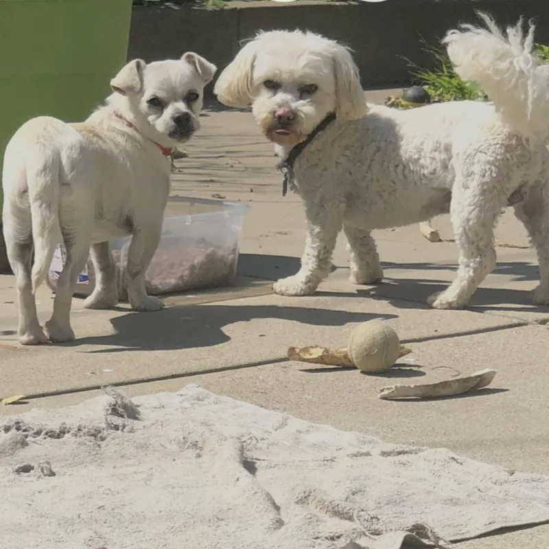 An adult small-sized male Bichon Frise dog named Cirilo & Lucas for adoption in Nipomo, CA