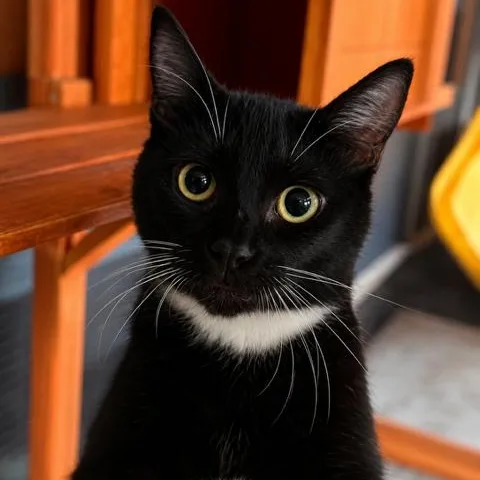 A baby medium-sized female Black & White / Tuxedo Domestic Short Hair cat named Bootsie for adoption in Antioch, CA