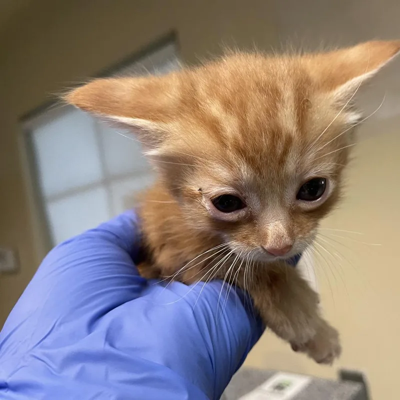 A baby small-sized male Orange / Red Domestic Short Hair cat named Troy for adoption in Pasadena, CA