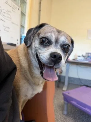 An adult medium-sized female Pug dog named Peekaboo for adoption in Westland, MI