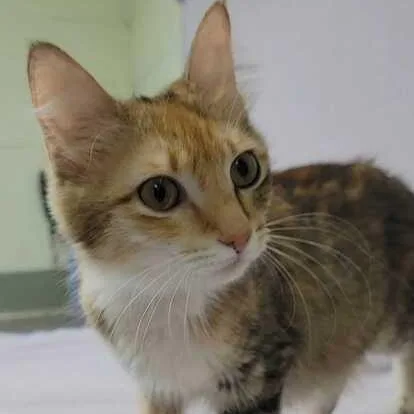 An adult medium-sized female Torbie Domestic Medium Hair cat named Rainbow Road for adoption in Valdosta, GA
