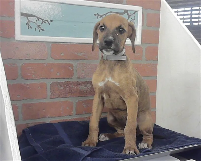 A baby small-sized female Doberman Pinscher dog named Allison for adoption in Houston, TX