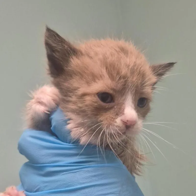 A baby small-sized male Gray / Blue / Silver Domestic Medium Hair cat named Hoggle for adoption in Tacoma, WA