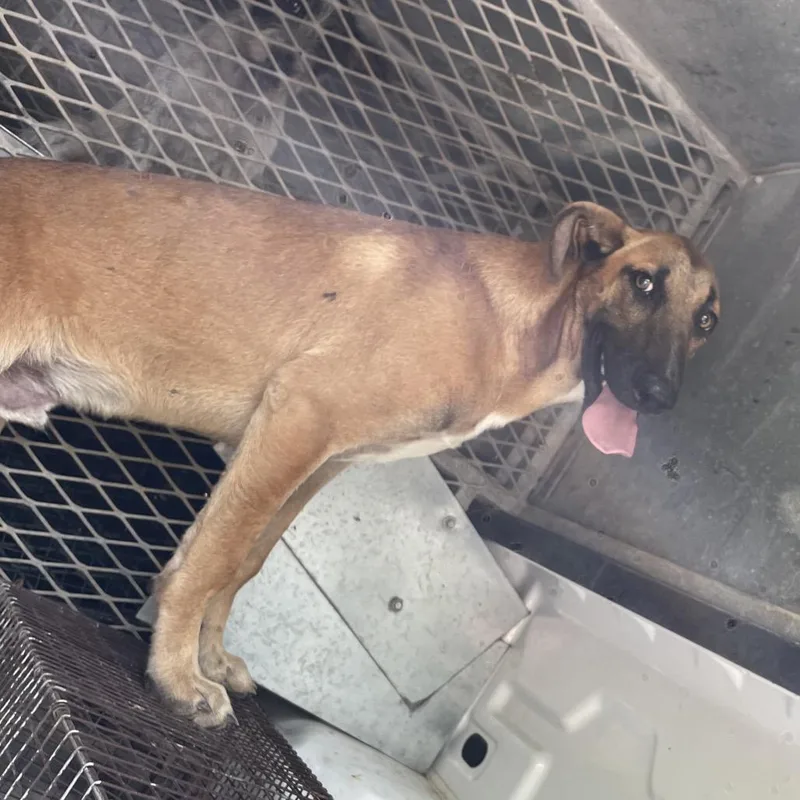 A young medium-sized male Brown / Chocolate Belgian Shepherd / Malinois dog named Bobert for adoption in Edinburg, TX