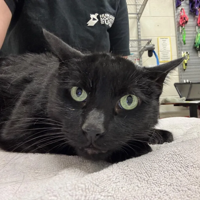 A senior large-sized male Domestic Short Hair cat named Dwight for adoption in Murray, UT
