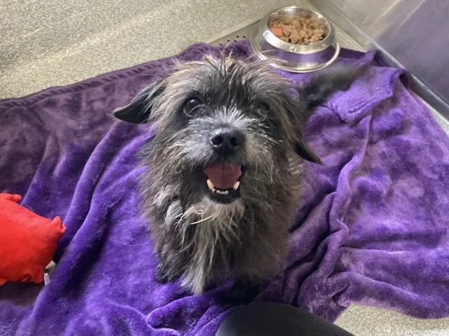 An adult small-sized male Poodle dog named Alan for adoption in Tustin, CA