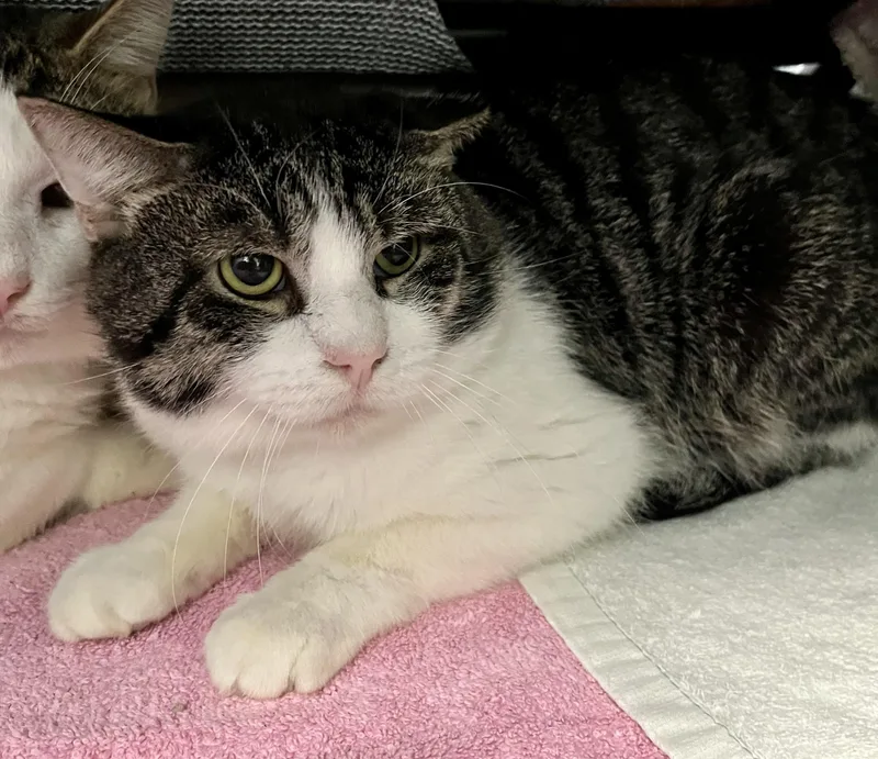 Mr. Beans thumbnail 2