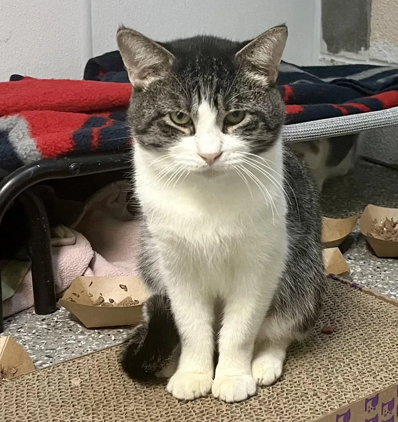 Mr. Beans thumbnail 3