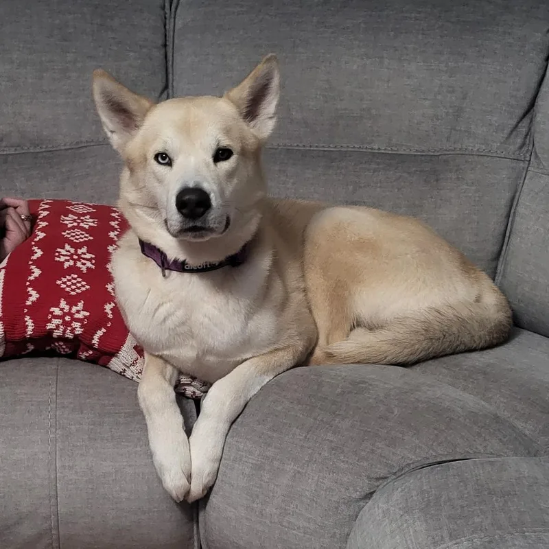 An adult medium-sized male Yellow / Tan / Blond / Fawn Husky dog named Fen for adoption in Naperville, IL